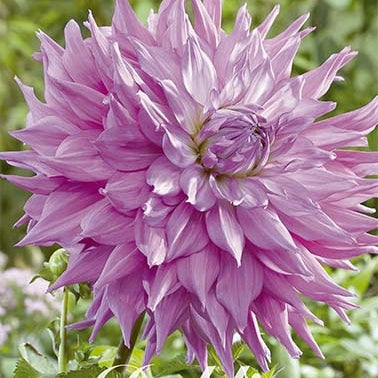 Dahlia Cactus Sir Alfred Ramsey 1-pakke